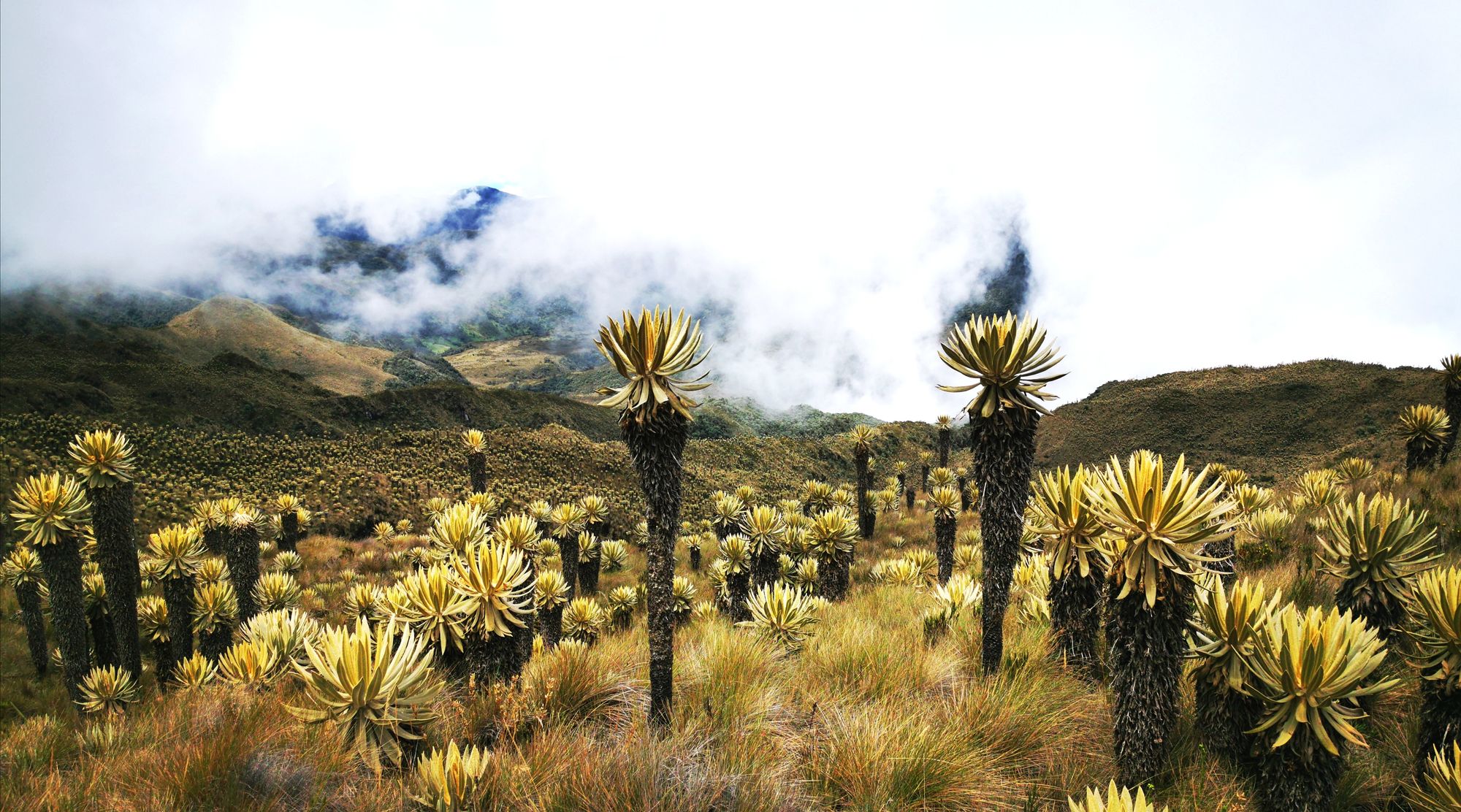 Los Nevados: Cesta parámem mezi sopkami